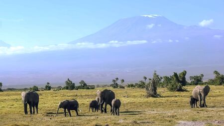 elephants walk towards camera with mt kilimanjaro in the backgroundの写真素材
