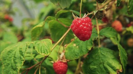close up of a ripe red raspberry in tasmania