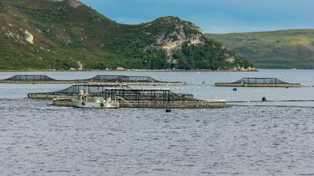 long shot of salmon pens in macquarie harbour, tasmaniaのeditorial素材
