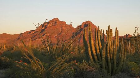 sunset at organ pipe cactus national moument in the ajo mntsの写真素材