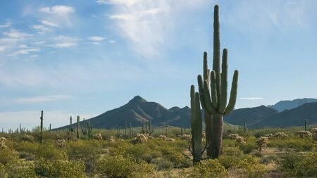 morning shot of saguaro cactus and the ajo mountains at the organ pipe cactus national monument near ajo in arizonaの写真素材