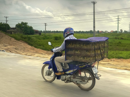 BAC NINH, VIETNAM - JUNE 27, 2017: baby ducks in a cage on a motorbike in vietnamのeditorial素材