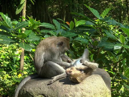 a long tailed macaque lies on its back as it is deloused