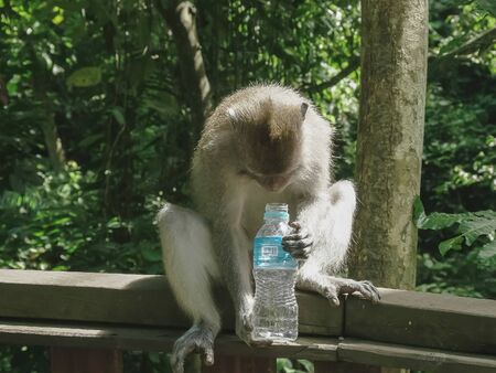 a macaque with a water bottle ubud monkey forest, bali