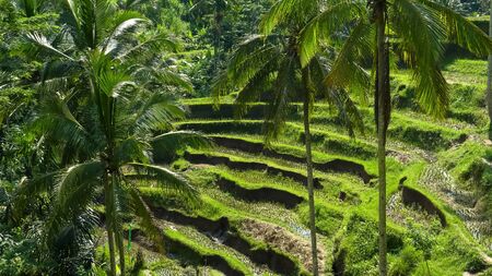 rice paddy terraces and coconut palms at tegallang, baliの写真素材