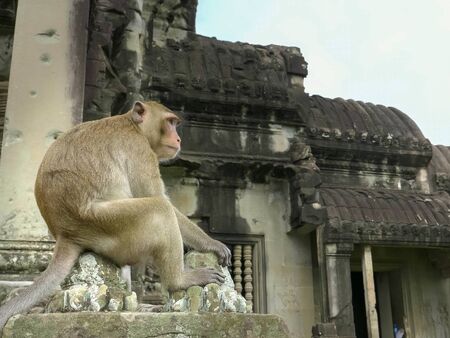 hand held shot macaque sitting on a wall of angkor wat temple