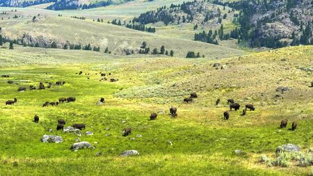 wide shot of a bison herd grazing in yellowstoneの写真素材