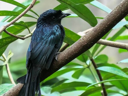 close up of a greater racket-tailed drongo in bali
