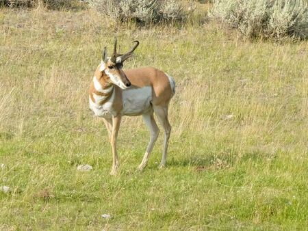a pronghorn antelope walking in yellowstone park