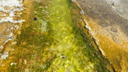 yellow and green cyanobacteria in thermal water at yellowstoneの写真素材