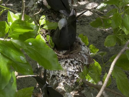 high view of a white capped noddy tern incubating an egg on a nest at heron island, australiaの写真素材
