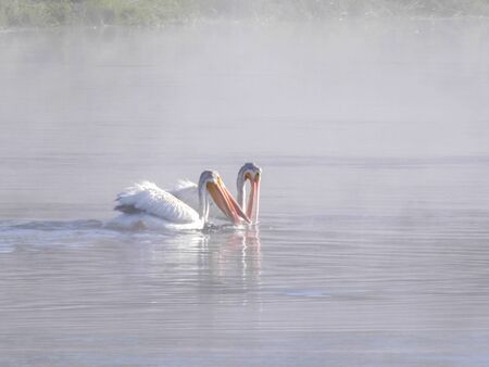 side view of white pelicans feeding on a foggy morning in yellowstoneの写真素材