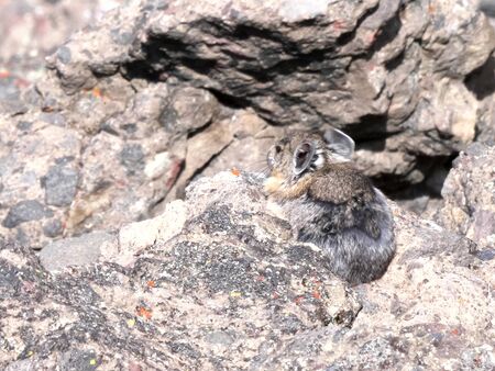 pika shakes its head- recorded at mt washburn in yellowstoneの写真素材