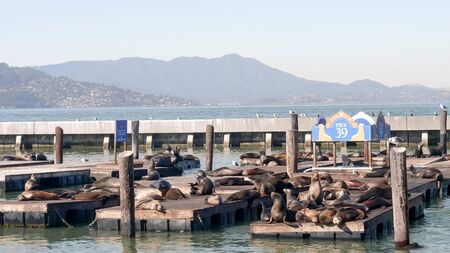 wide shot of california sea lions at pier 39 in san franciscoの写真素材