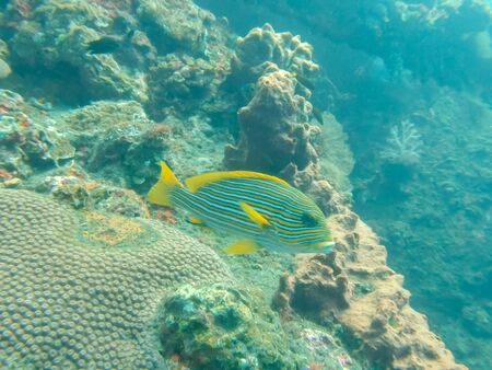 a lined sweetlips on the liberty wreck at tulamben on the island of baliの写真素材