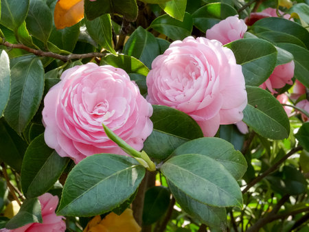 two pink camelia flowers in the gardens of the imperial palace in tokyoのeditorial素材