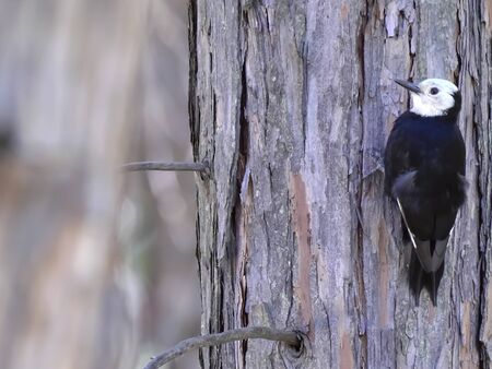 white headed woodpecker on a pine tree in yosemiteの写真素材