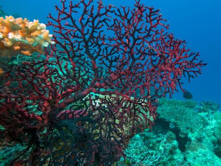 close view of a red gorgonian growing on rainbow reef in fiji