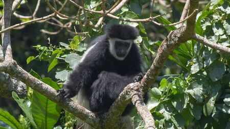 a black and white colobus monkey lin a tree looking at the camera