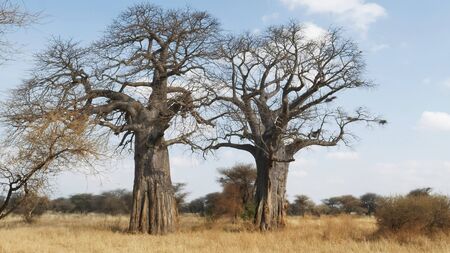two boabab trees at tarangire national parkの写真素材