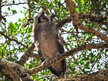 giant eagle owl perched in a tree at serengeti national parkの写真素材