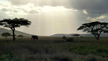 backlit shot of an elephant at serengeti npの写真素材