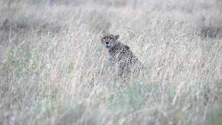 a cheetah sitting in long grass of the serengeti savanna