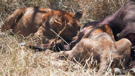 close up clip of lions feeding on a buffalo at serengetiの写真素材