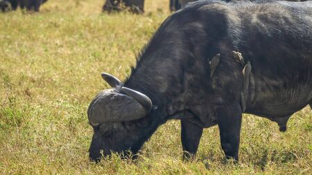 wide shot of oxpeckers on an african buffalo in ngorongoro craterの写真素材