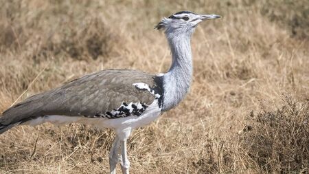 close up shot of a kori bustard bird at ngorongoro craterの写真素材