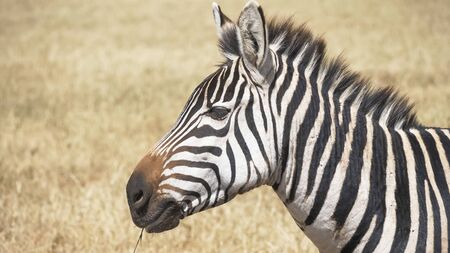 close up of a zebra chewing grass at ngorongoro craterの写真素材