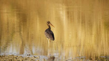 black stork dips its beak into a water hole at tadoba tiger reserveの写真素材