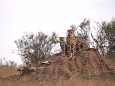 cheetah mum and cubs sit on a termite mound in masai maraの写真素材