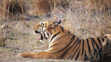 close up of a tiger cub yawning at tadobaの写真素材
