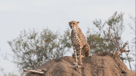 female cheetah sitting on top of a termite mound at masai maraの写真素材