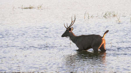 sambar deer wading in lake tadoba at tadoba andhari tiger reserve
