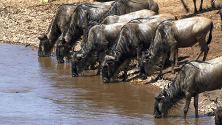 close up of wildebeest drinking from the mara riverの写真素材