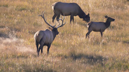 rear view of a bull elk walking towards his harem of cows in yellowstone national park of wyomingの写真素材