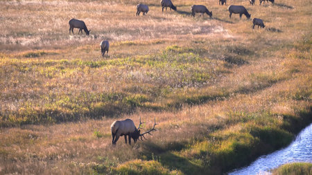 a bull elk grazes in front of his harem of cows at yellowstone national park in wyomingの写真素材