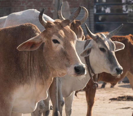 close up of sacred cattle standing in a street of jaipurの写真素材
