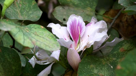 pretty pink orchid tree flower in a garden at jaipur, indiaの写真素材