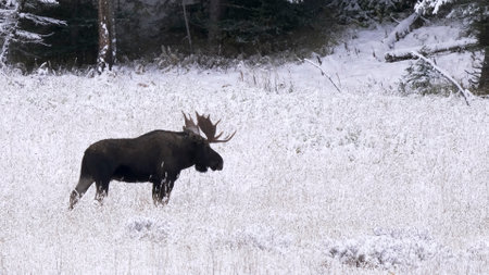 side view of a moose bull standing in a snow covered meadow at yellowstoneの写真素材