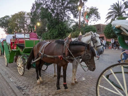 two horses with carriage waiting for fares near the main market in marrakechの写真素材