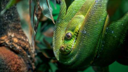 GOSFORD,NSW, AUST- JUL, 22, 2020: a green tree python curled up in a tree