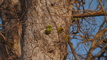 a rose ringed parakeet leaving its nest hole in a treeの写真素材