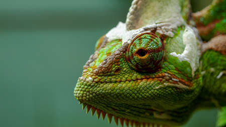 GOSFORD,NSW, AUST- JUL, 22, 2020: close up of a veiled chameleons head and eyeのeditorial素材
