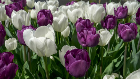 white and purple tulip display at canberras floriade festivalの写真素材