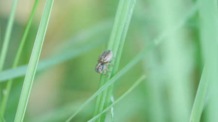 a female maratus splendens on a blade of grass
