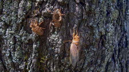 brown cicada beside shell it emerged fromの写真素材