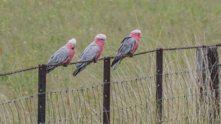 three galahs perched on a wire fence at glen davisの写真素材